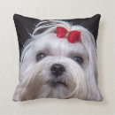 Recherche de petits chiens coussins Mignon