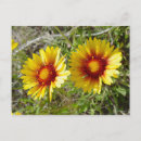 Recherche de fleur sauvage jaune cartes postales Fleurs sauvages