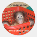 Recherche de orang outan de bébé autocollants Grande singe