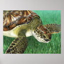 Zoek naar schildpadden posters Kust