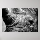 Recherche de rhinocéros noir posters L'afrique