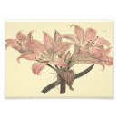 Recherche de belladonna posters Pour tous