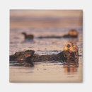 Recherche de loutre magnets Californie