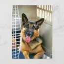 Recherche de chien de berger cartes postales Police