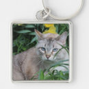 Recherche de lynx porteclés Chats