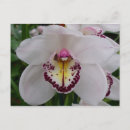 Recherche de orchidée blanche cartes postales Élégant