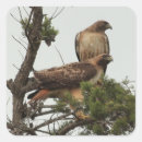 Recherche de hawk autocollants Oiseau