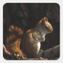 Recherche de écureuil rouge autocollants Animal