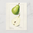 Zoek naar pers briefkaarten Peren