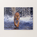 Recherche de tigers puzzles Animaux