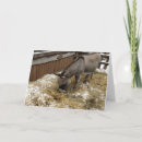 Zoek naar donkey christmas kaarten Sneeuw