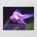 Zoek naar aquarium fotografie Zwemmen