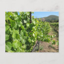 Recherche de raisins vigne cartes postales Paysage