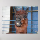 Recherche de visage de lama posters Lamas
