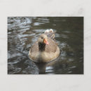 Recherche de laitier cartes postales Sauvagine