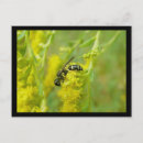 Recherche de jaune et noir cartes postales Oiseau