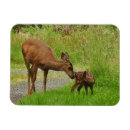 Recherche de faon magnets Cerfs communs
