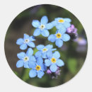 Recherche de myosotis autocollants Bleu