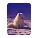 Recherche de arctique magnets Neige
