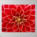 Recherche de dahlia rouge Beau