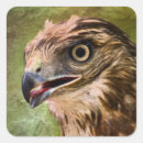 Recherche de hawk autocollants Rapaces