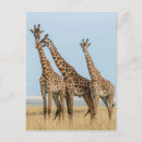 Recherche de masai mara cartes postales Afrique de l'est
