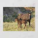 Zoek naar wild paarden briefkaarten Veulen