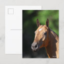 Recherche de races de cheval cartes postales Bob langrish