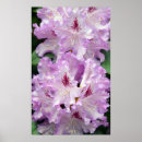 Recherche de rhododendron Fleurs