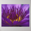 Recherche de lotus pourpre posters Thaïlande