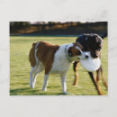 Recherche de conflit Animal