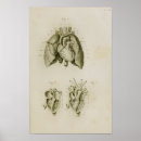 Zoek naar menselijk hart kunst Anatomie