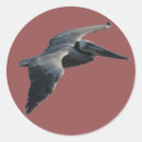Zoek naar pelikanen stickers Brown pelican