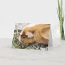 Zoek naar piggy kaarten Cavia