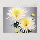 Zoek naar gele chrysanten posters Chrysanthemum