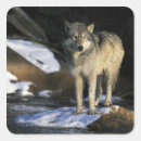 Recherche de canis autocollants Chasse