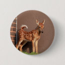 Zoek naar witte staart buttons Natuur