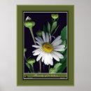 Zoek naar schoonheid natuur posters Bloem