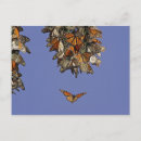 Recherche de pismo beach cartes postales Usa