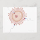 Recherche de sperme cartes postales Médical