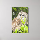 Recherche de hibou barré Faune