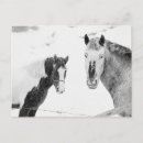 Zoek naar ponies briefkaarten Paarden