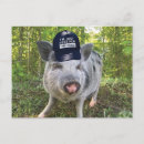 Recherche de porc mignon cartes postales Cochon