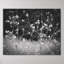 Zoek naar onkruid posters Zwart wit