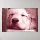 Recherche de photos vintages de chien posters Animaux