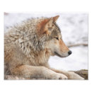 Recherche de photo de loup posters Loups