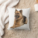 Recherche de berger blanc coussins Chiot