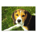 Recherche de chiot de beagle posters Amoureux des chiens