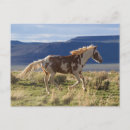 Recherche de steen cartes postales Ranch
