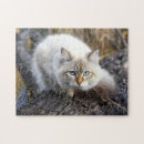 Recherche de desordre puzzles Désordre